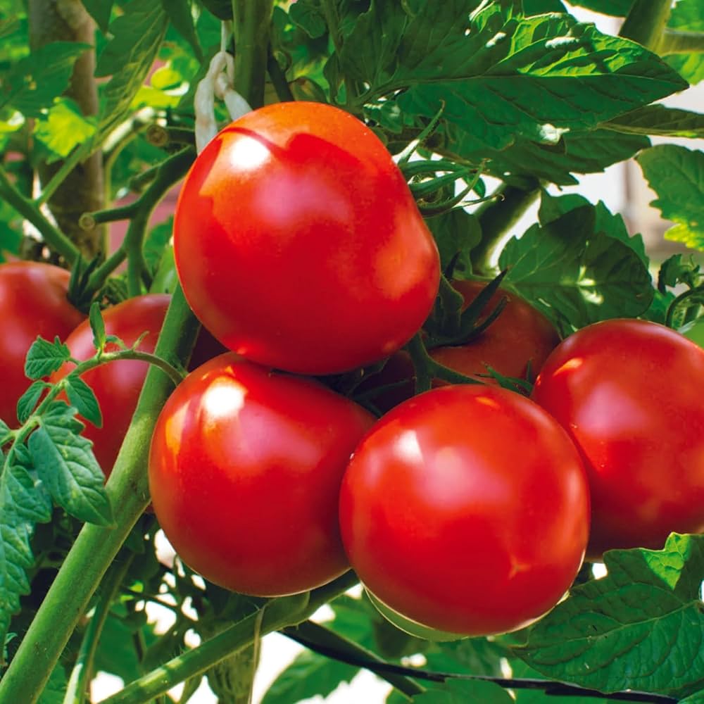 Fresh Rutgers tomato plant grown from seeds with ripe red fruits in a garden bed